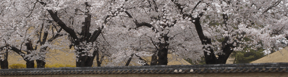 霞ヶ関、霞、花霞、桜・・・・・ソンボクドンの花霞